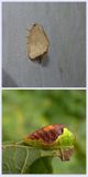 Red-crossed button slug moth and larva  (<em>Tortricidia pallida </em>), #4653