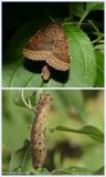 Rustic quaker moth and larva  (<em>Orthodes majuscula</em>), #10585