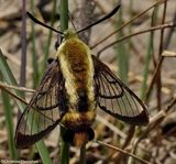 Snowberry clearwing moth  (<em>Hemaris diffinis</em>), #7855