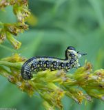 Introduced Pine sawfly (<em>Diprion similis</em>)
