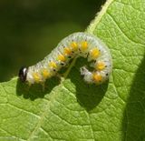 Sawfly larva (<em>Euura</em>)