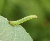 Sawfly larva (<em>Pristiphora</em>) sp.)