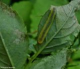 Rose slug sawfly larva (<em>Endelomyia aethiops</em>)