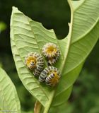 Dogwood sawfly larve (<em>Macremphytus</em>)