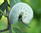 Elm sawfly larva (<em>Cimbex americanus</em>)