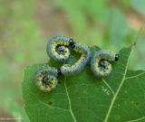 Sawfly larvae (<em>Euura</em>)