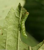 Elm sigzag sawfly (<em>ros leucopoda</em>)