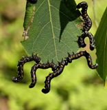 Sawfly larvae (<em>Nematus</em>)