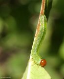 Sawfly larva  (<em>Arge</em>)