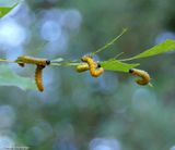 Sawfly larvae (Argidae)