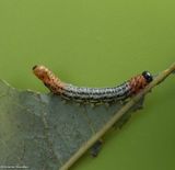 Willow sawfly larva (<em>Nematus</em>)