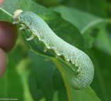Cimbicid sawfly larva (<em>Trichiosoma triangulum</em>)