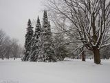 Winter beauty