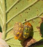 Sawfly larva  (SubfamilyTenthredininae)