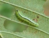 Sawfly larva (Tribe cladiini)
