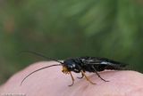 Pine-false webworm sawfly (<em>Acantholyda erythrocephala</em>)