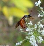 Sawfly (Argidae)
