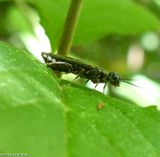 Sawfly (<em>Xiphydria</em>)