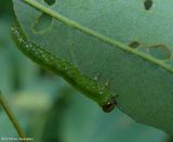 Locust sawfly larva (<em>Euura tibialis</em>)