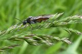 Sawfly (<em>Dolerus</em>)