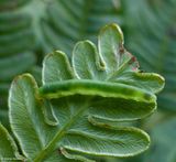 Sawfly larva (Subfamily Selandriinae)