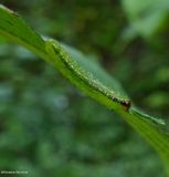 Sawfly larva  (<em>Arge</em>)