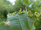 Willow sawfly larva (<em>Nematus</em>)