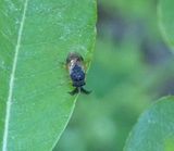 Introduced Pine sawfly (<em>Diprion similis</em>)
