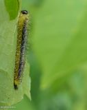 Sawfly larva (<em>Eupareophora parca</em>)