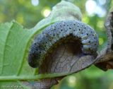 Honeysuckle sawfly larva (<em>Abia</em>)