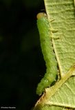 Sawfly larva (Argidae)