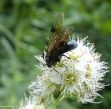 Sawfly (<em>Arge</em>)