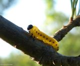 White Pine Sawfly larva (<em>Neodiprion pinetum</em>)
