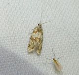 Silver-bordered aethes moth  (<em>Aethes argentilimitana</em>), #3754.2