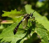 Stripe-legged Robber fly (<em>Dioctria hyalipennis</em>)