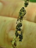 Trashline orbweaver (<em>Cyclosa</em>)