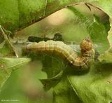 Pyralid moth larva