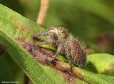 Jumping spider (<em>Phidippus princeps</em>)