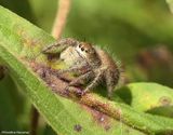 Jumping spider (<em>Phidippus princeps</em>)