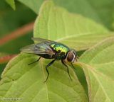 Greenbottle fly (<em>Lucilia</em> sp.)
