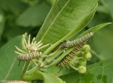 Monarch butterfly caterpillars  (<em>Danaus plexippus</em>)