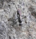Spider wasp (<em>Priocnemis minorata</em>)