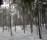 The off-leash dog area