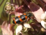 Checkered beetle  (<em>Trichodes nutalli</em>)