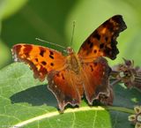 Gray comma butterfly (<em>Polygonia progne</em>)