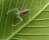 White-jawed jumping spider (<em>Hentzia mitrata</em>)