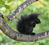 Gray squirrel  (<em>Sciurus carolinensis</em>)
