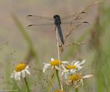 Slaty skimmer  (<em>Libellula incesta</em>), male