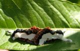 Pearly wood nymph moths  (<em>Eudryas unio</em>), #9299