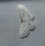 Fragile white carpet moth   (<em>Hydrelia albifera</em>), #7423